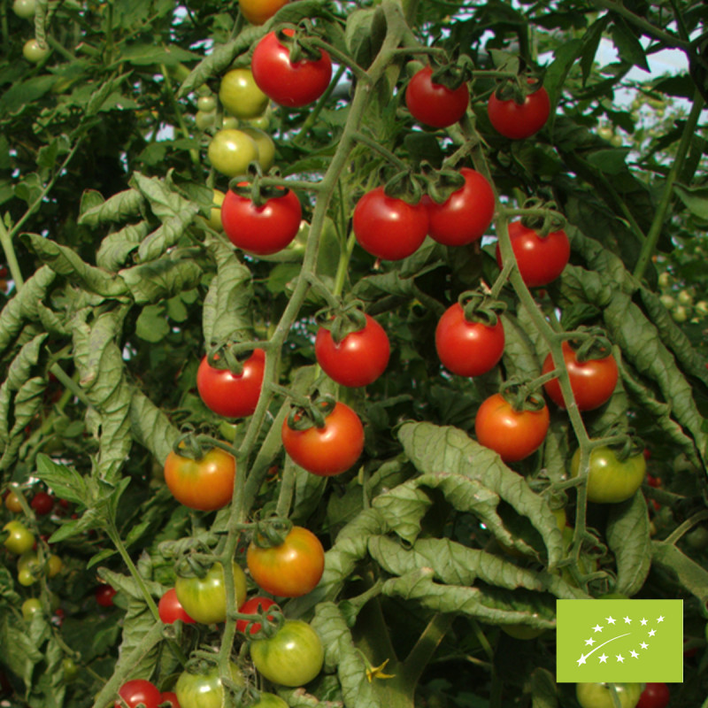 Nos Graines Potag Res De Tomate Bio Peacevine La Bonne Graine