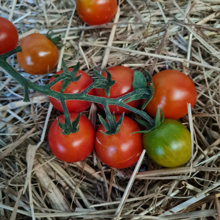 Nos Plants Potagers Greff S De Tomate Golotyna F Cerise Rouge