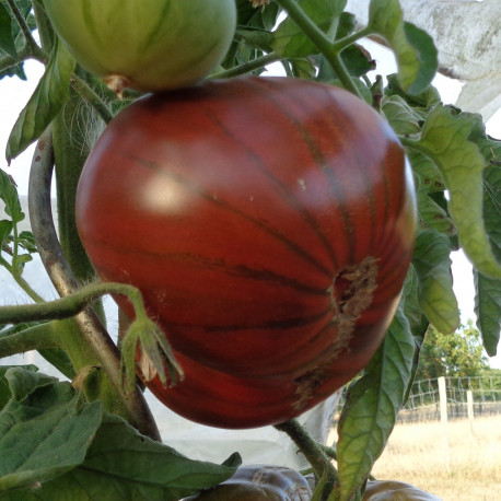 Nos Graines Potag Res De Tomate Black From Tula La Bonne Graine