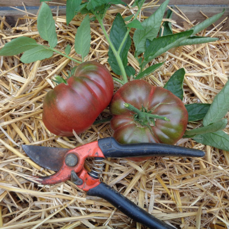 Nos Graines Potag Res De Tomate Black From Tula La Bonne Graine