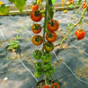 Tomate Golotyna F1