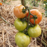 Tomate Paoline F1 