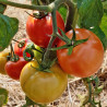 Tomate Paoline F1 