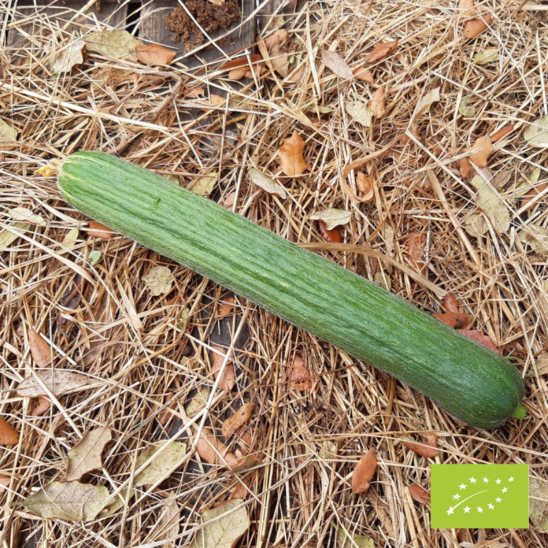 Concombre d'Arménie Bio - La Boîte à Graines