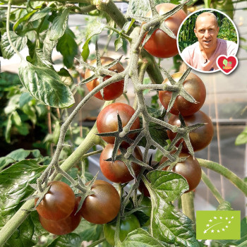 Tomate Cerise Rouge Bio en 250 g - Cultivées en France - Achat / Vente 