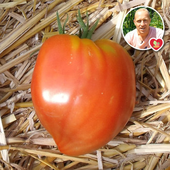 Tomate Bio Coeur de Boeuf bleue - L'atelier des bons plants