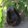 Aubergine Black Beauty