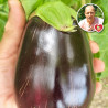 Aubergine Black Beauty