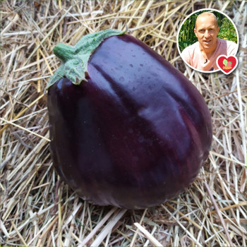 Plant d'aubergine Black Beauty