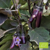 Aubergine Slim Jim Bio