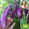 Aubergine Slim Jim Bio