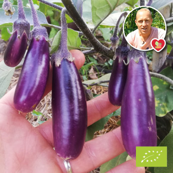 Plant d'aubergine Slim Jim Bio