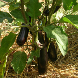 Aubergine de Barbentane