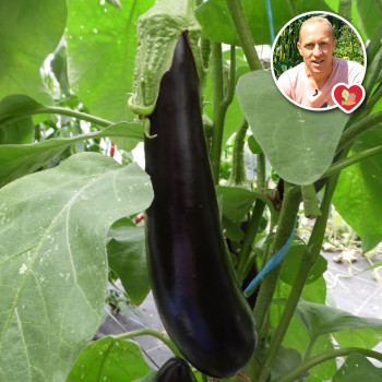 Plant d'aubergine de Barbentane