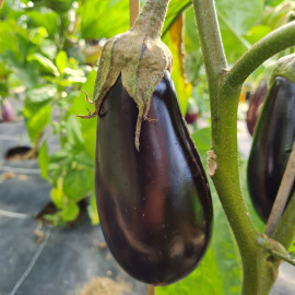 Aubergine Sharapova F1