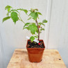 Plant de framboisier Malling Promise (pot 2 L)