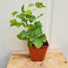 Plant de groseillier Blanka (Pot 2 L)