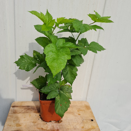 Plant de mûre Silvan (Pot 2L)