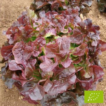 Laitue Red Salad Bowl Bio