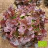 Laitue Red Salad Bowl Bio