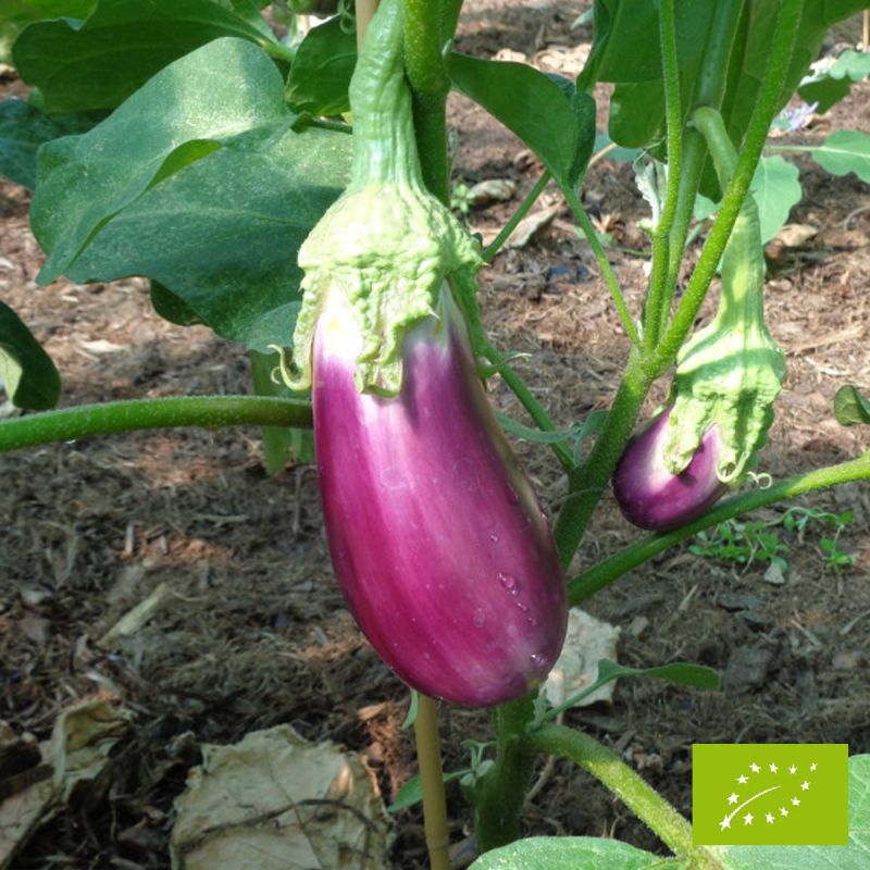 Aubergine Violette de Toulouse Bio