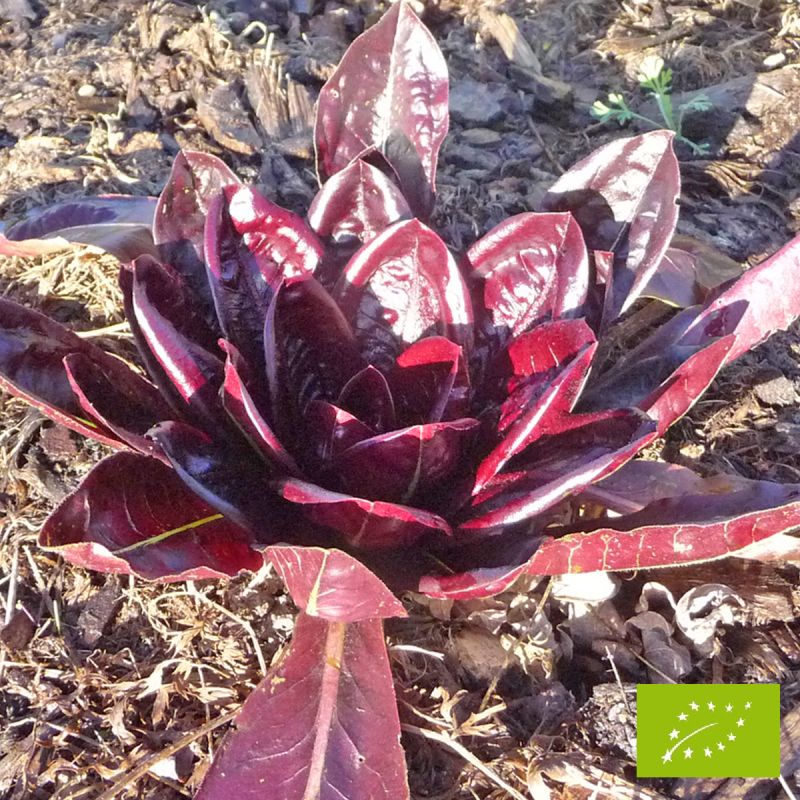 Chicorée rouge de Trévise Bio