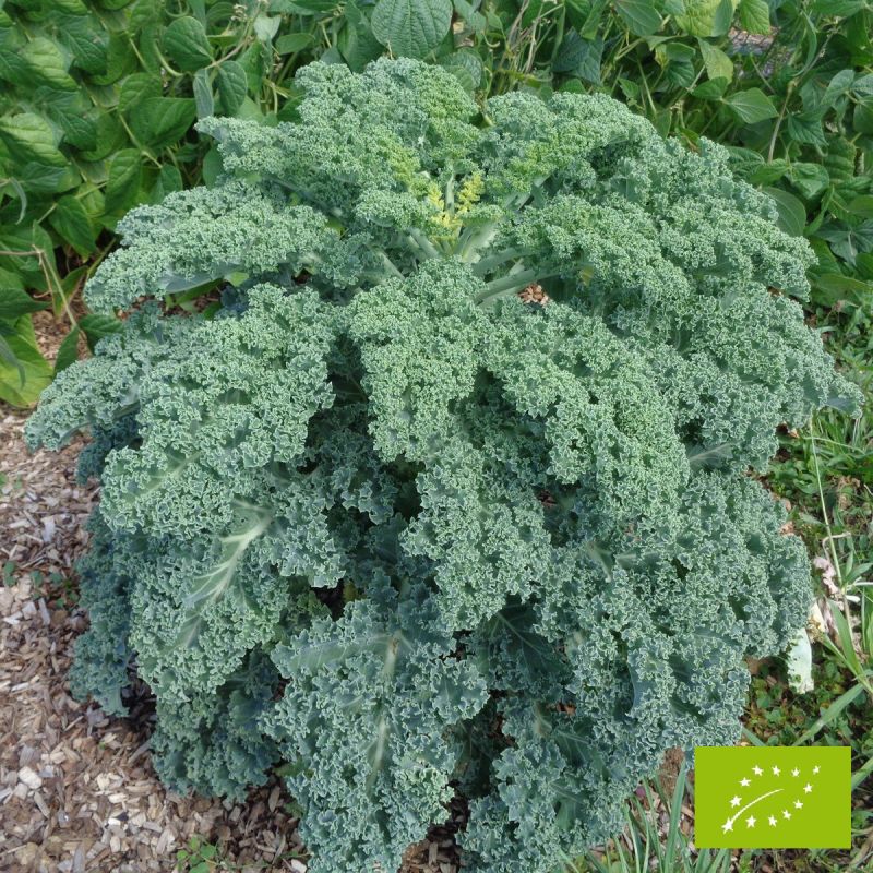 Chou Kale Westlandse Winter Bio