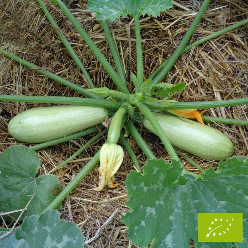 Courgette Majestée (eq. Amalthée) F1 Bio