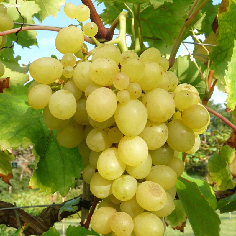 Plant de Vigne Danuta - sans pépins (Pot 2 L)