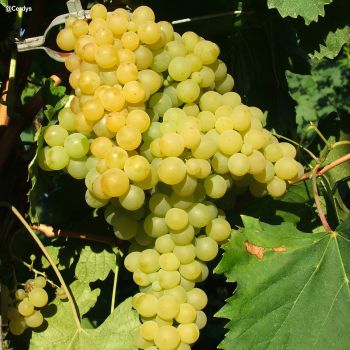 Plant de Vigne Exalta - sans pépins (Pot 2 L)