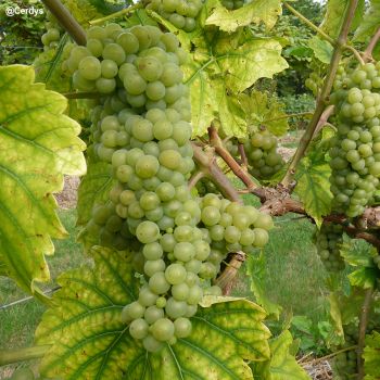 Plant de vigne Seyval Blanc - Résistant (Pot 2 L)