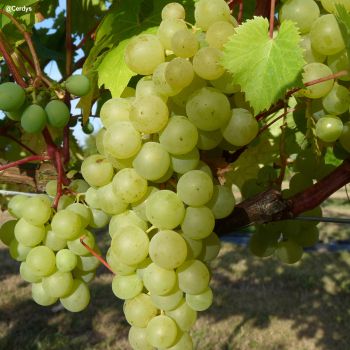 Plant de vigne Perdin Ampelia® - Résistant (Pot 2 L)