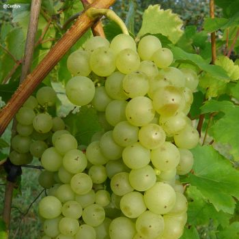 Plant de vigne Chasselas Doré (Pot 2 L)