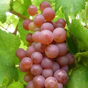 Plant de vigne Chasselas rosé (Pot 2 L)