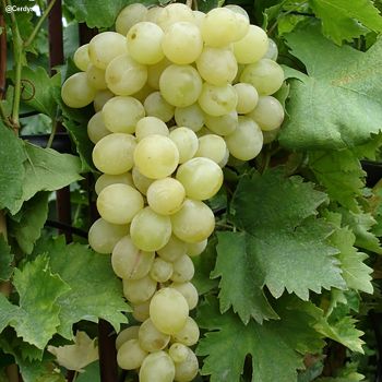 Plant de vigne Italia (Pot 2 L)