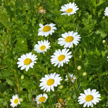 Chrysanthème Snow Daisy