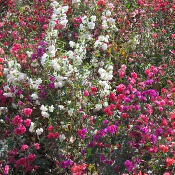 Clarkia double en mélange