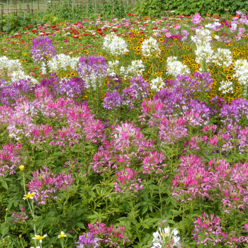 Cléome épineux Colour Fountain en mélange