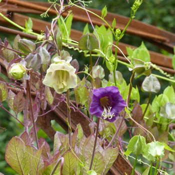 Cobée grimpante en mélange