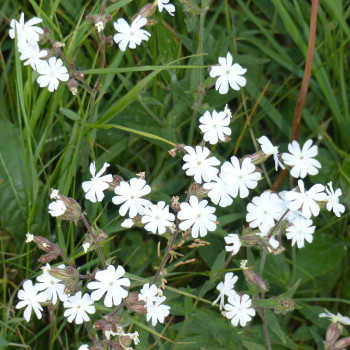 Compagnon blanc  (Silène)