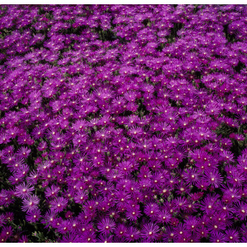 Delosperma Table Mountain