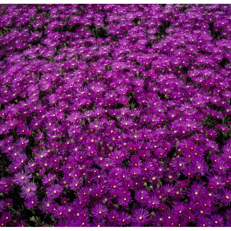 Delosperma Table Mountain