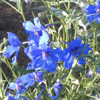 Delphinium de Chine