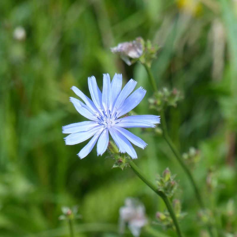 Chicorée sauvage annuelle