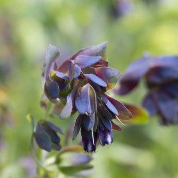 Cerinthe Kiwi Blue