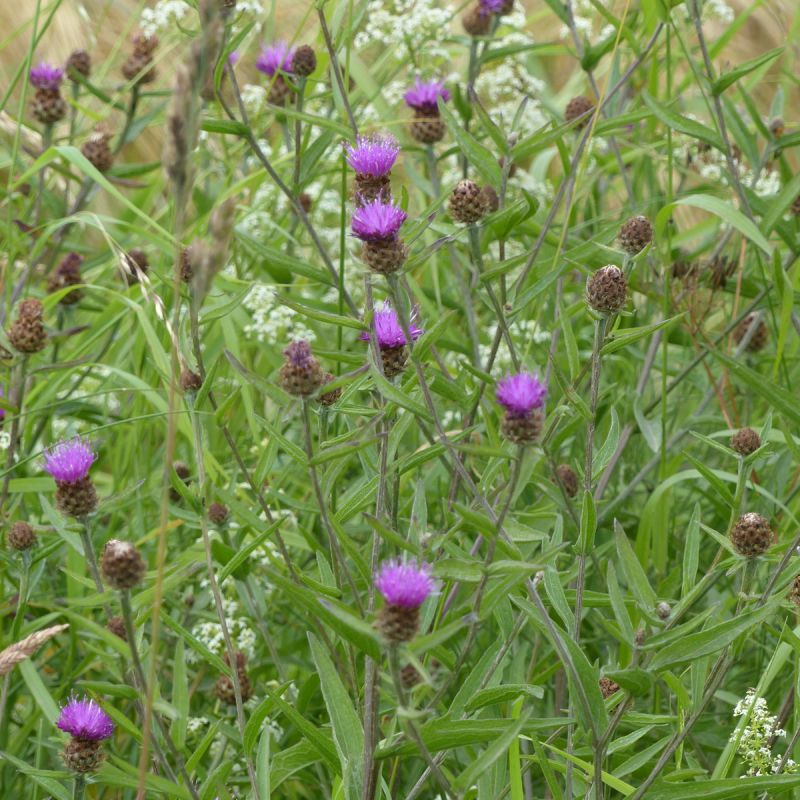 Bleuet sauvage (Centaurée)