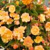 Bégonia retombant Illumination® Apricot Shades