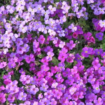 Aubriète Cascade Mix