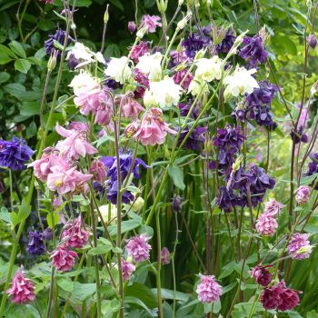 Ancolie des jardins double Granny's Bonnets Mix