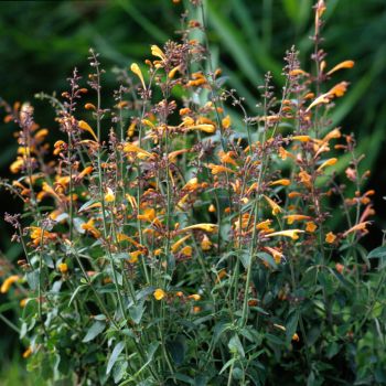 Agastache Orangeade